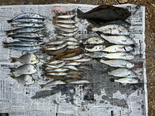 キスの釣果