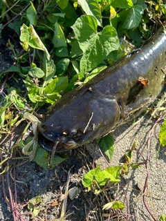 ナマズの釣果