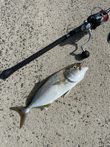 ネリゴの釣果