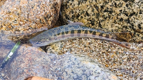 トラウトの釣果