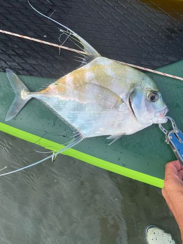 イトヒキアジの釣果