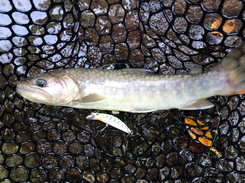 イワナの釣果