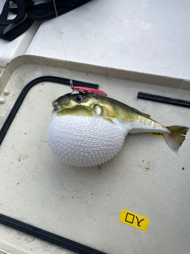 タチウオの釣果