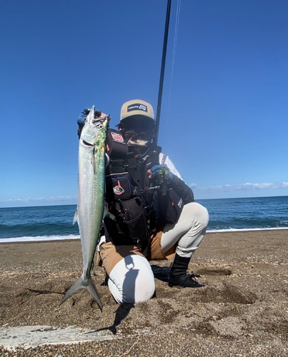 サゴシの釣果