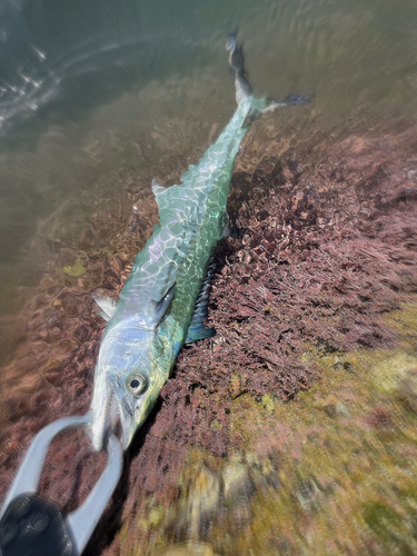 サゴシの釣果