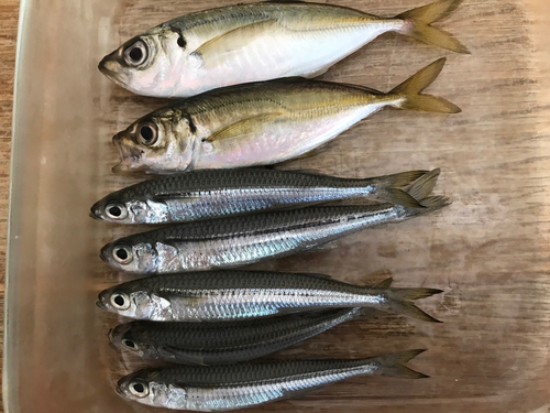 アジの釣果