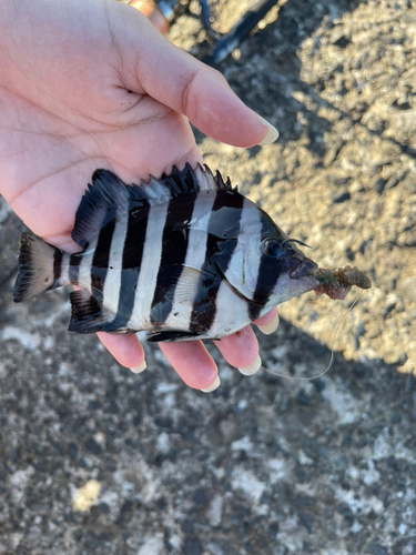 サンバソウの釣果