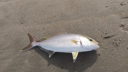 ショゴの釣果