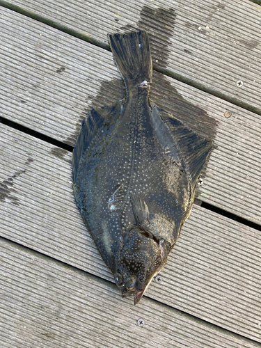 カレイの釣果