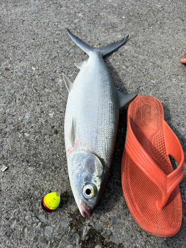 サバヒーの釣果