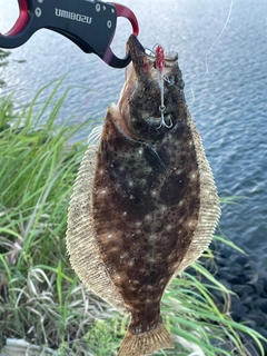 ヒラメの釣果