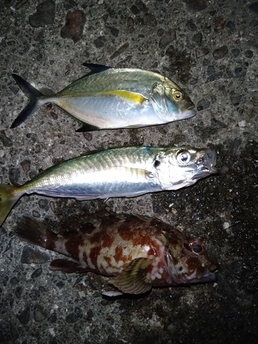 アジの釣果