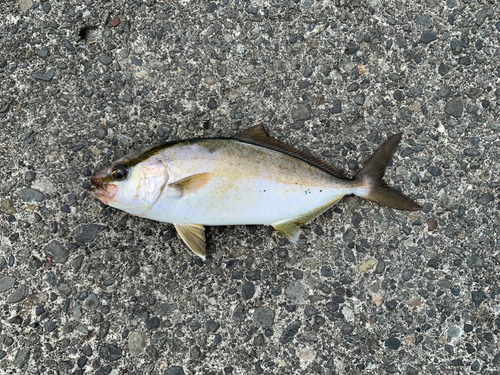 ショゴの釣果