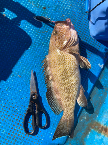 ケンサキイカの釣果