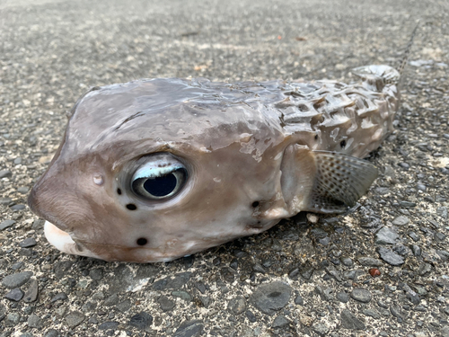 イシガキフグの釣果