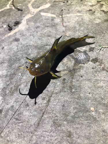 アメリカナマズの釣果