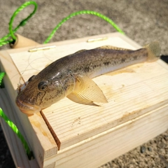 マハゼの釣果