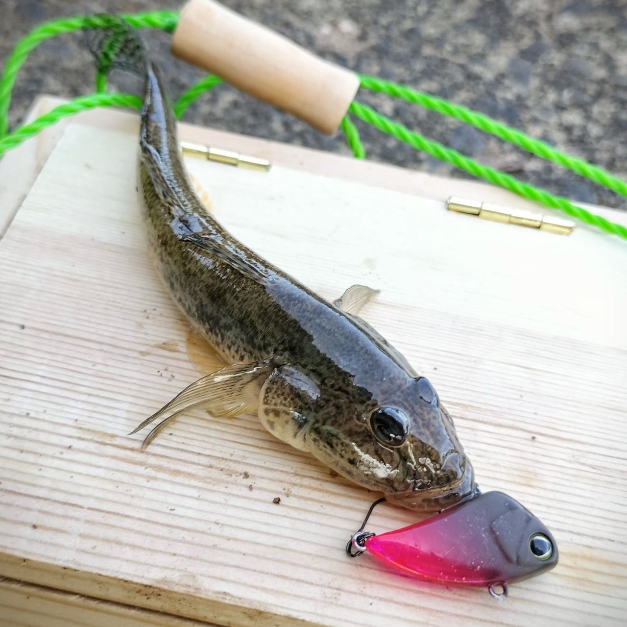 マハゼ