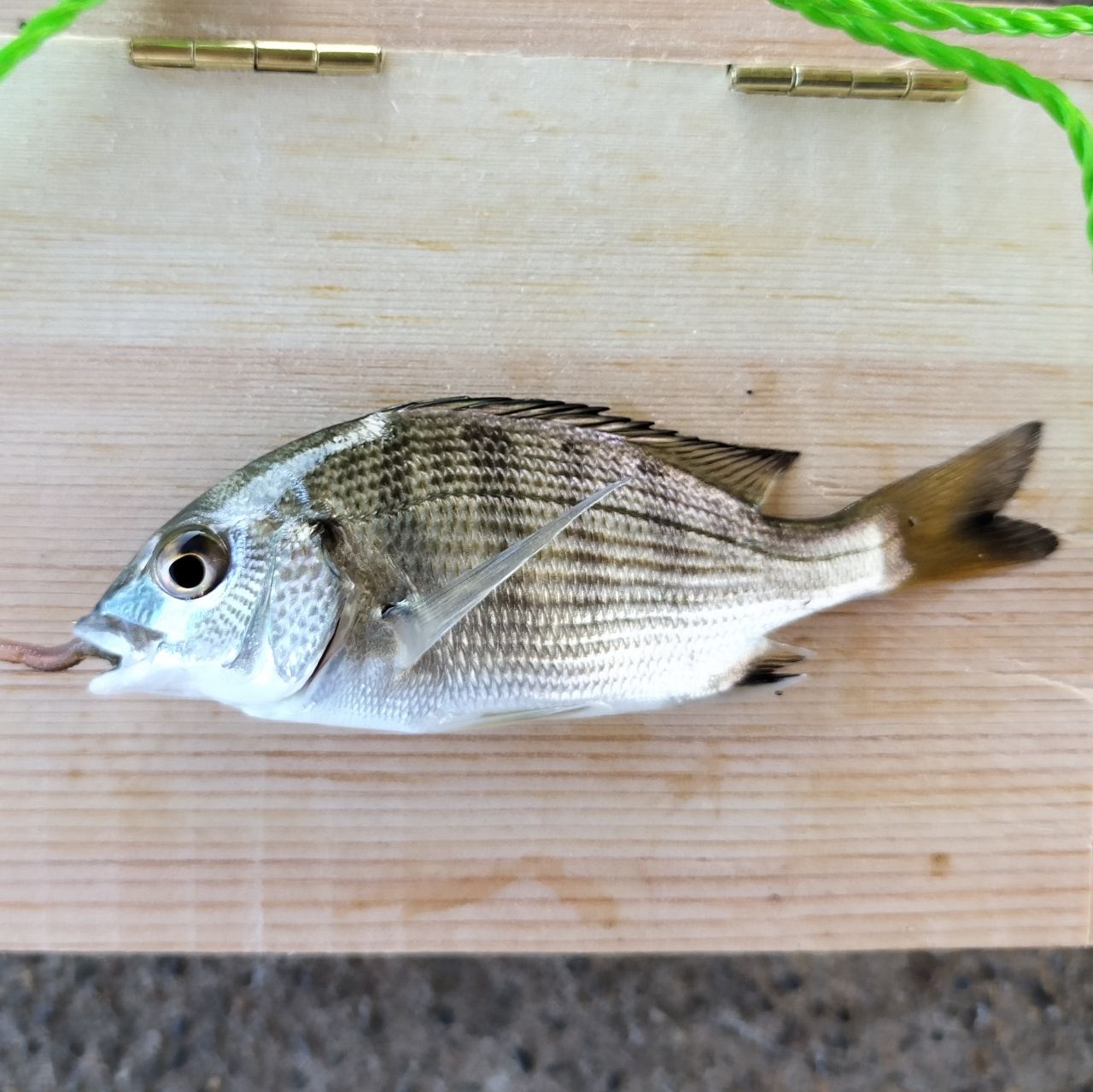 マハゼ
