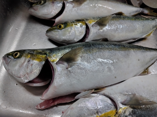 ハマチの釣果