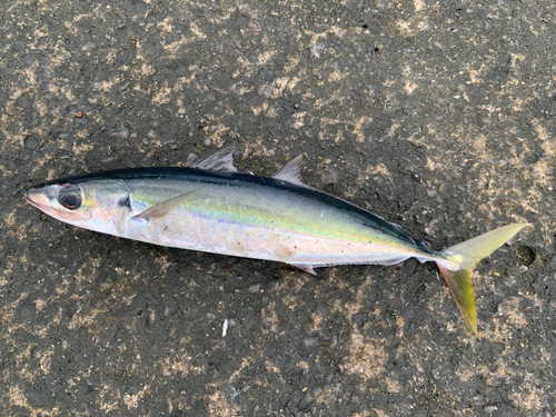 ムロアジの釣果