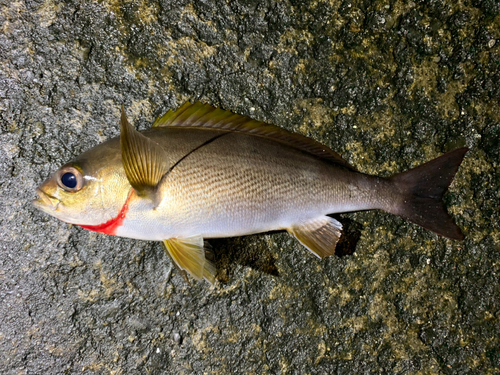 イサキの釣果