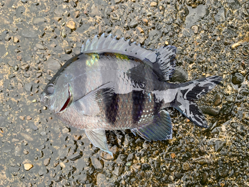 オヤビッチャの釣果