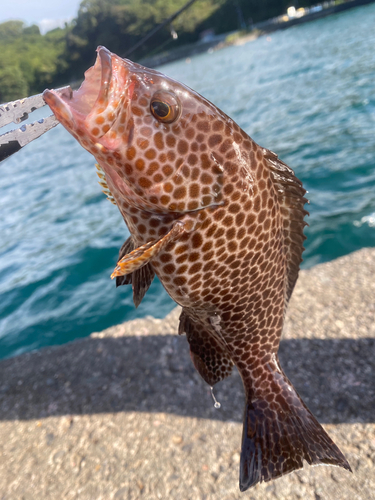 オオモンハタの釣果