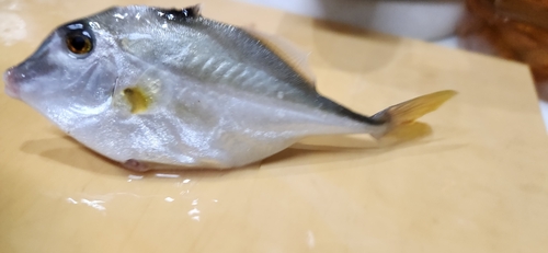 ギマの釣果