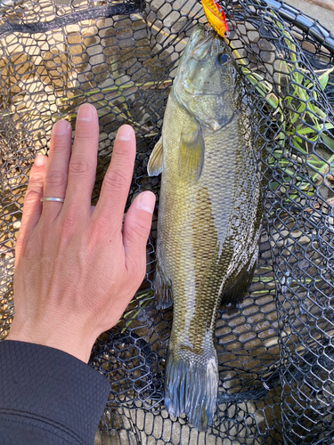 ブラックバスの釣果