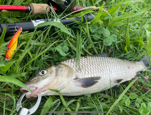 ニゴイの釣果