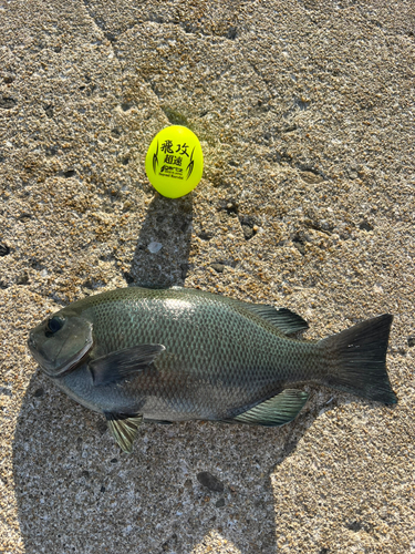 クロの釣果