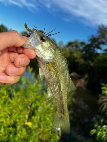 ラージマウスバスの釣果