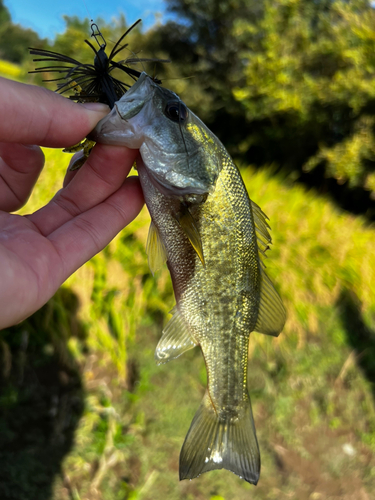 ラージマウスバスの釣果