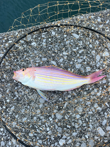 イトヨリダイの釣果