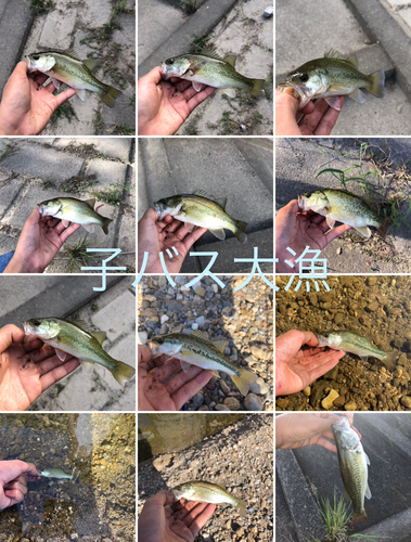 ブラックバスの釣果