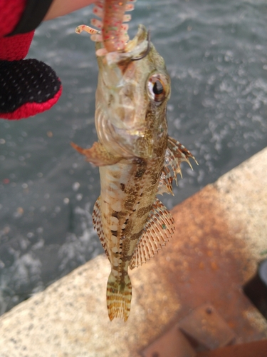 アナハゼの釣果