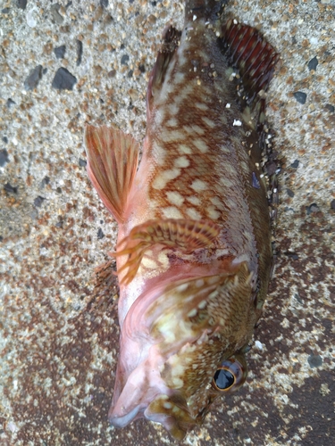 カサゴの釣果