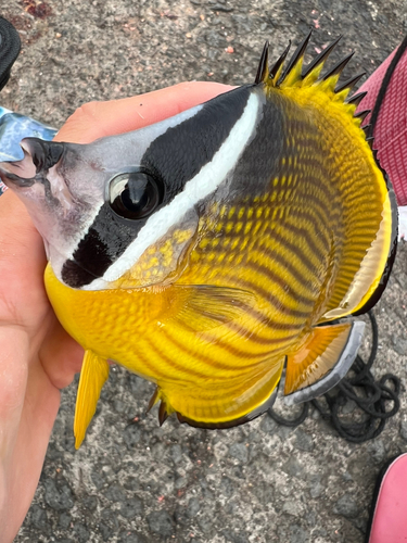 チョウチョウウオの釣果