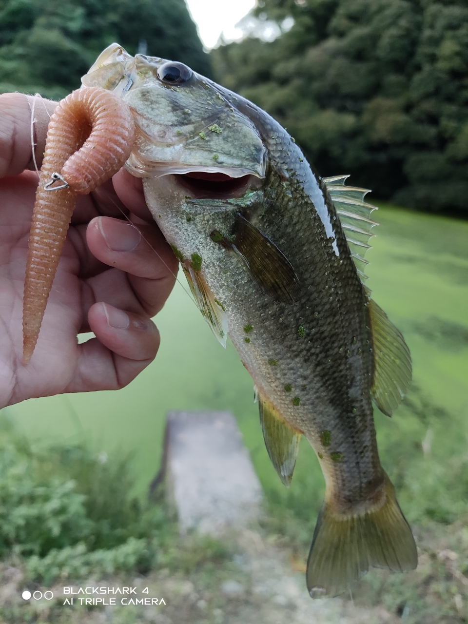 ブラックバス