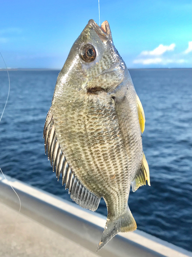 キビレの釣果