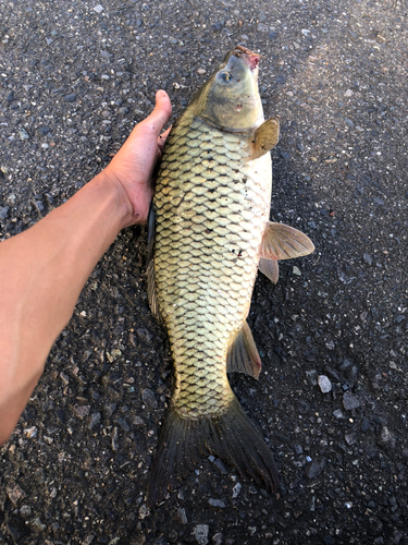 コイの釣果