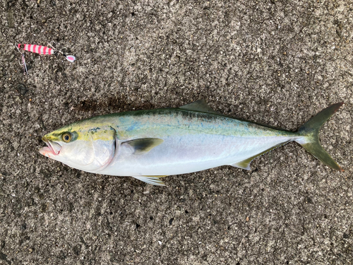 メジロの釣果