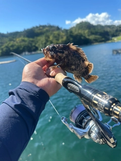 オウゴンムラソイの釣果