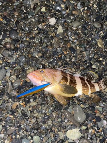 アオハタの釣果