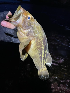 シマゾイの釣果