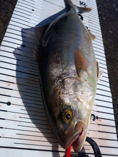 ショゴの釣果