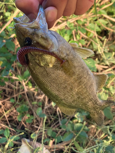 スモールマウスバスの釣果