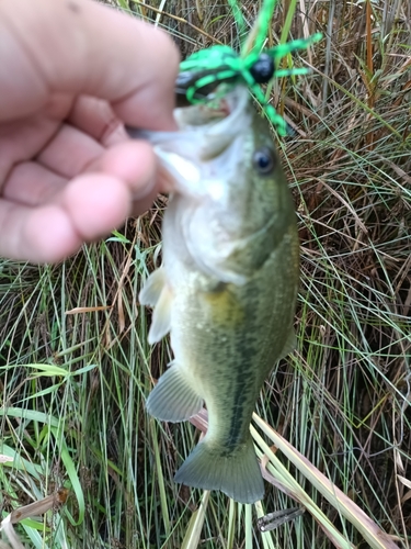 ラージマウスバスの釣果