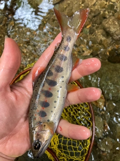 アマゴの釣果